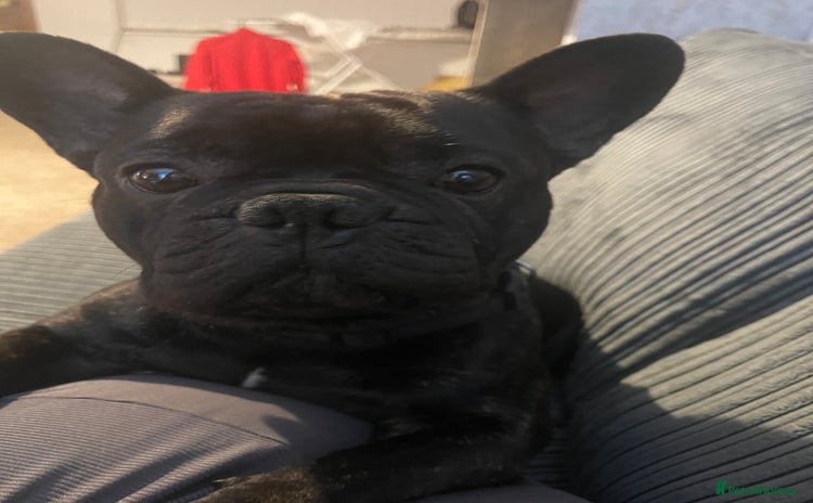 French Bulldog dogs - Advert 6
