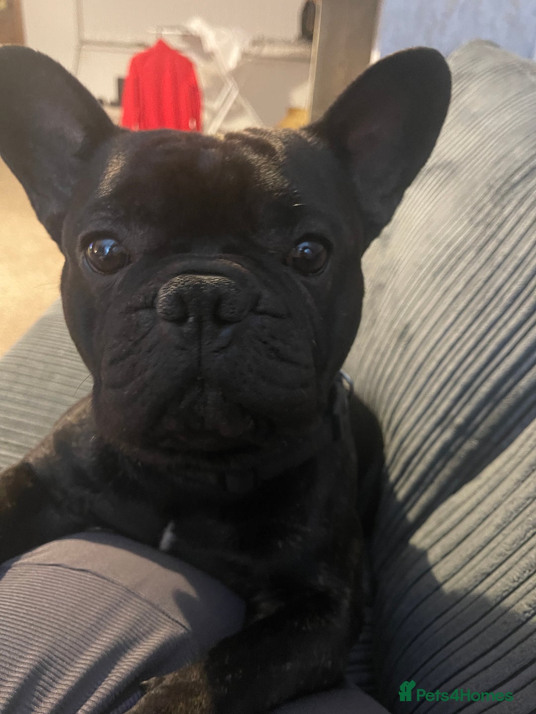French Bulldog dogs for sale: Rocco  - Image 1
