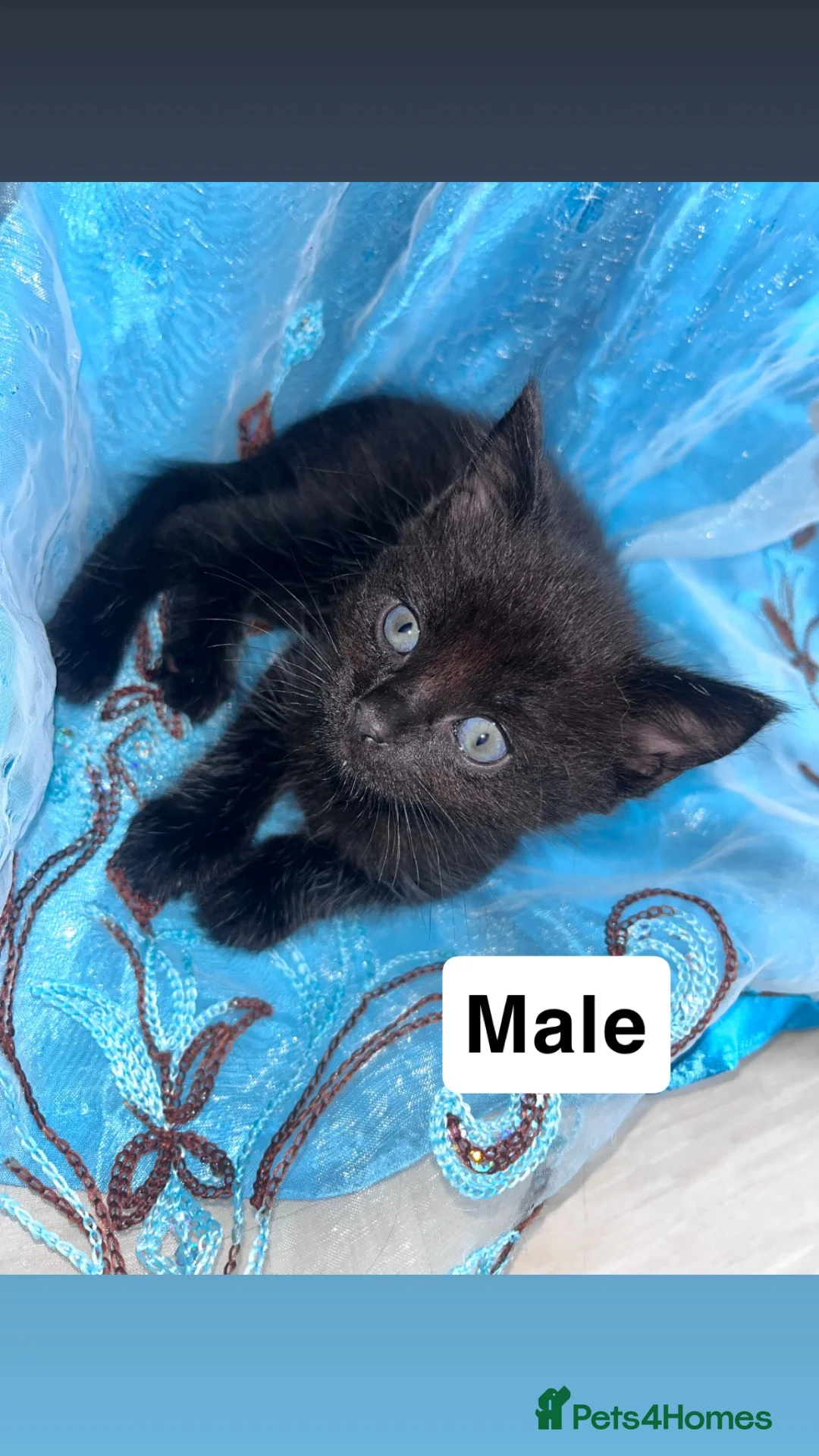 British Longhair cats for sale: Lovely Kittens  - Advert 10
