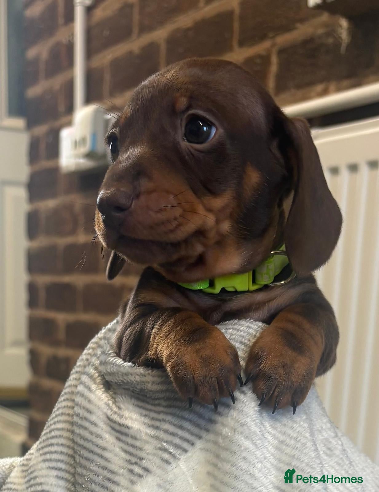 Miniature Dachshund dogs Minature dashound pups - Advert 4