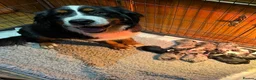 Mixed Breed dogs for sale: Stunning bordernese pups  - Advert 4