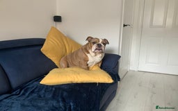 English Bulldog dogs for sale: English Bulldog - Image 2