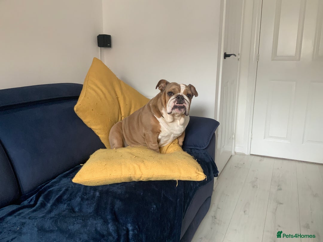 English Bulldog dogs for sale: English Bulldog - Image 2