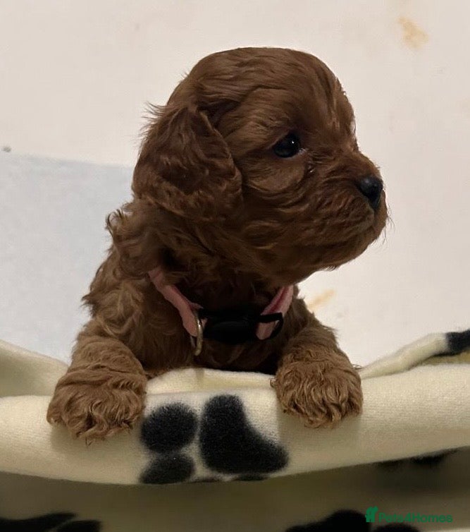 Cavapoo dogs Health tested toy cavapoo puppies  - Advert 2