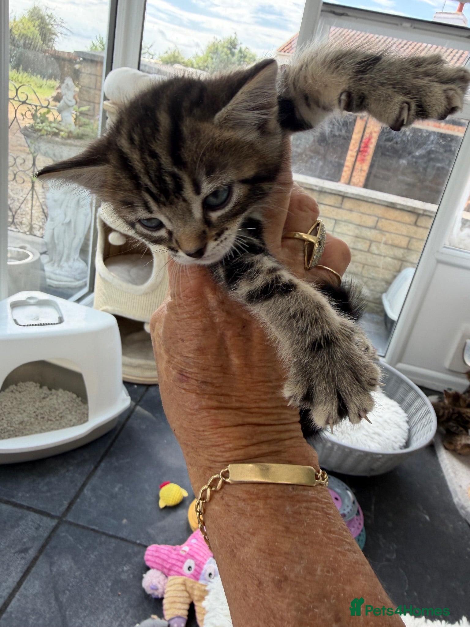 Bengal cats 7 Bengal kittens Mum Tica registered ONE GIRL LEFT - Advert 2