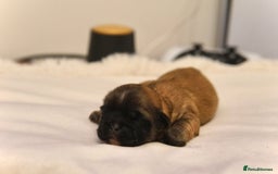 Shih Tzu dogs for sale: Imperial Shihtzu puppies - Image 5