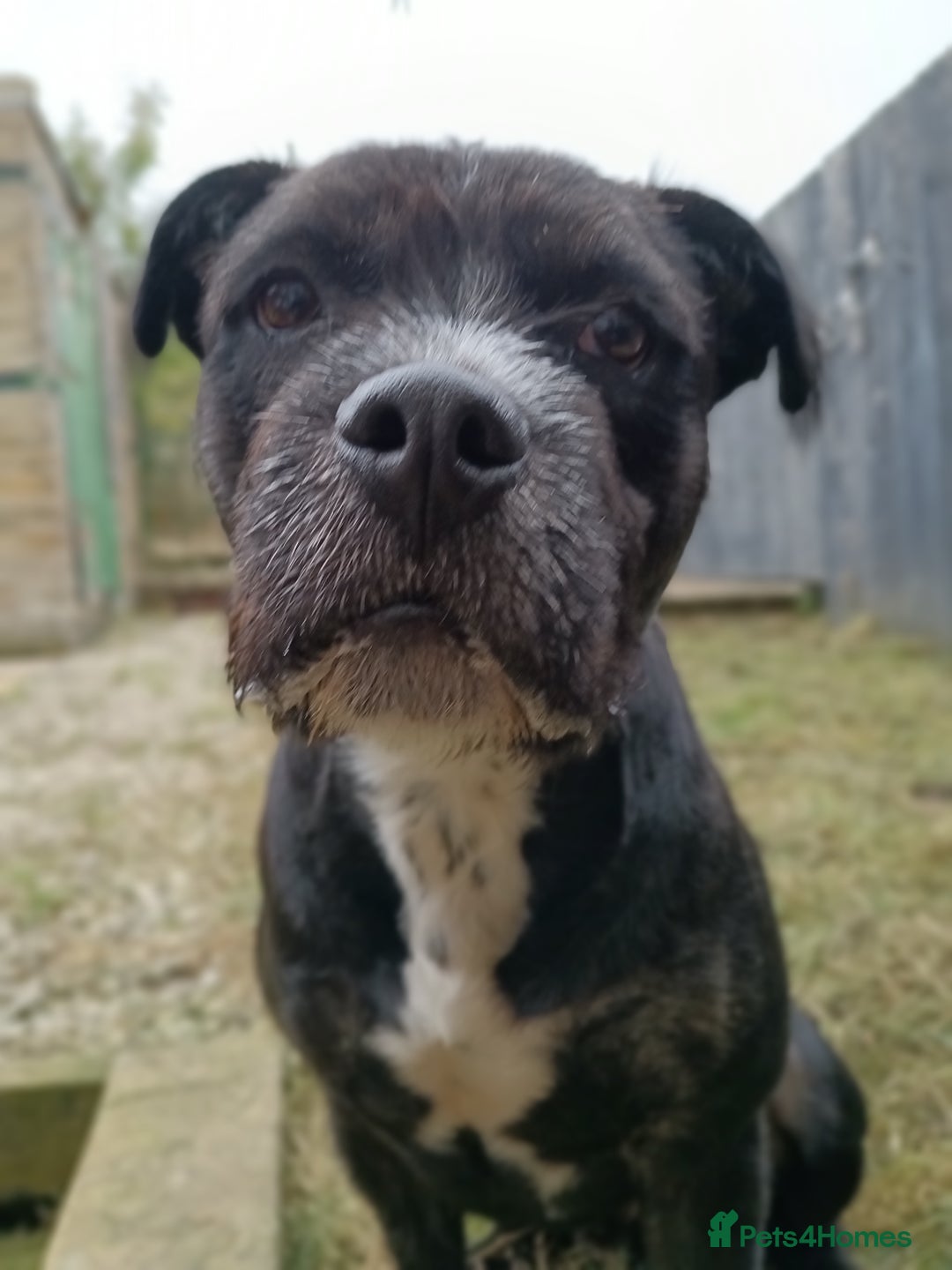 Mixed Breed dogs for sale: Meet Teddy devastated to have to rehome - Advert 6