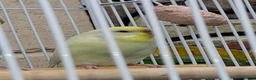 Budgerigars birds for sale: 2 female budgies, 1 yellow,   in Castleford - Advert 7