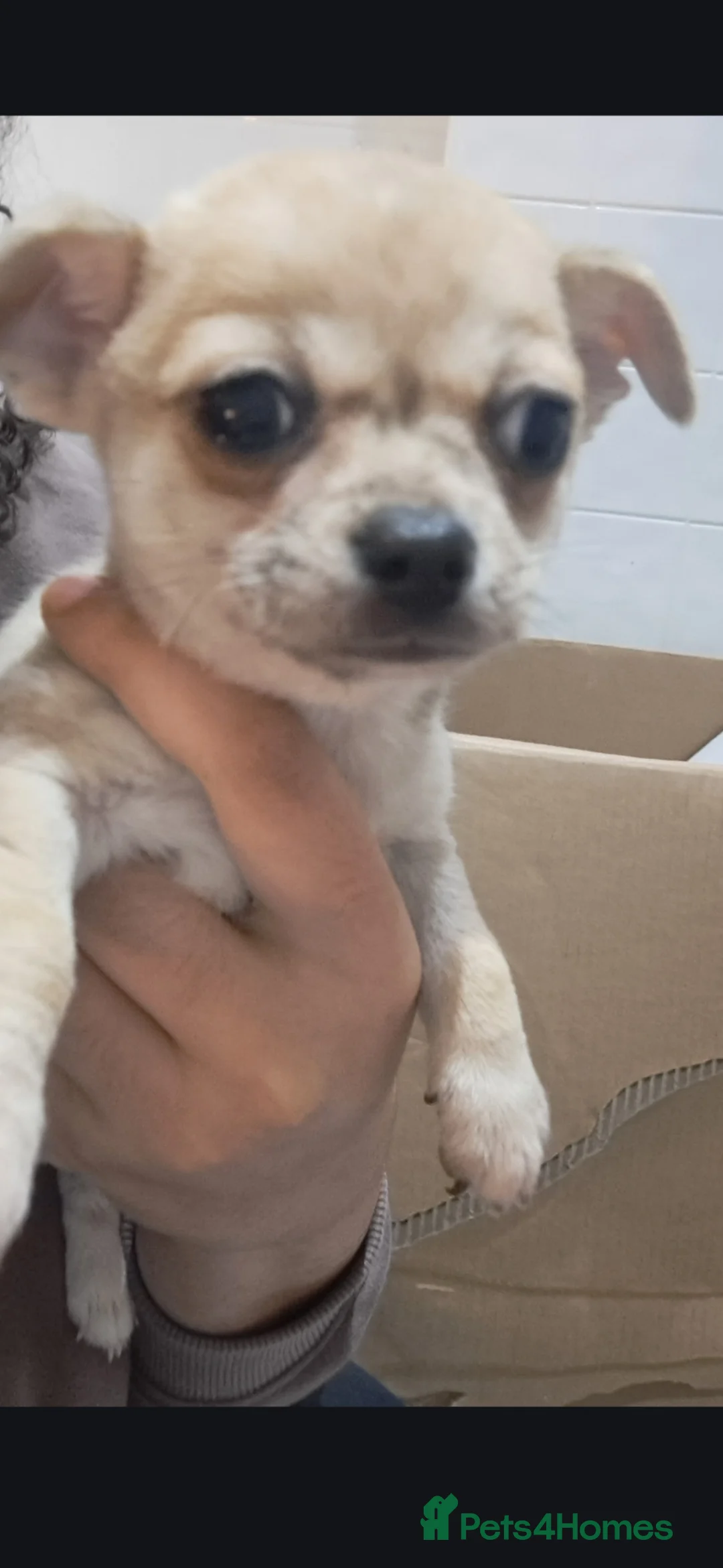 Chihuahua dogs for sale: Chihuahua Pups - Advert 4