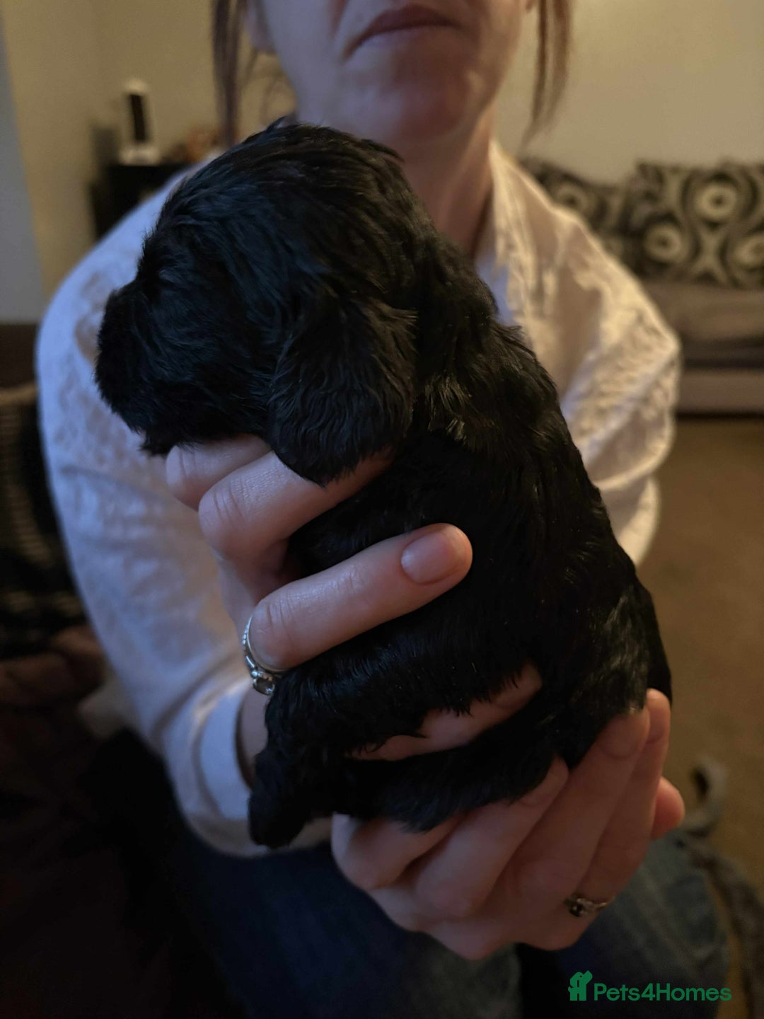 Cockapoo dogs for sale: Stunning litter of cockapoos  - Advert 17