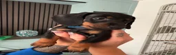 Dachshund dogs for sale: Dachshund  - Advert 11