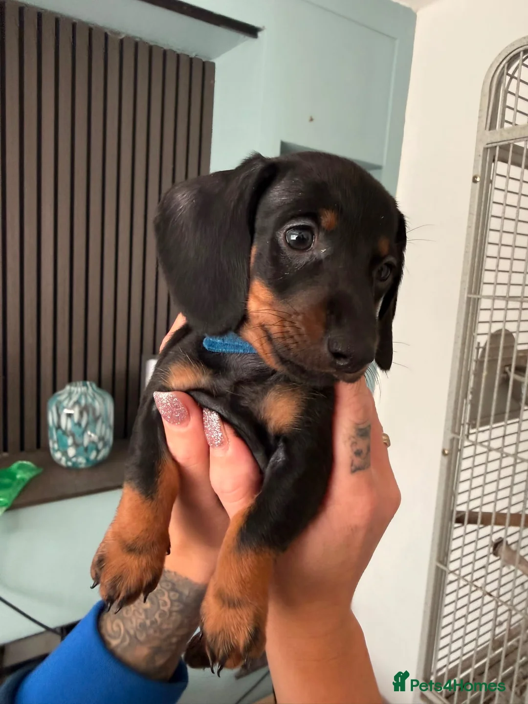 Dachshund dogs for sale: Dachshund  - Advert 11