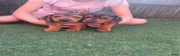 Dachshund dogs for sale: Dchshund miniature - Advert 17