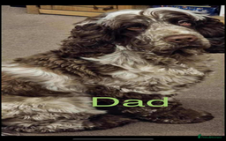 Cocker Spaniel dogs for sale: Cocker spaniel  - Image 10