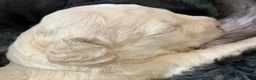 Cavapoochon dogs for sale: F1b Cavapoochon puppies x2  - Advert 7