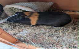 Guinea Pig rodents for sale: 2 Male Guinea Pigs looking for a loving home - Image 3