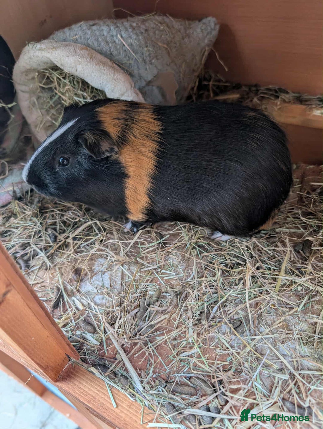 Guinea Pig rodents for sale: 2 Male Guinea Pigs looking for a loving home - Image 3