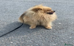 Pomeranian dogs for stud: Rio the adorable  Teddy Bear  .Ready to impress!! in Oldham - Image 12
