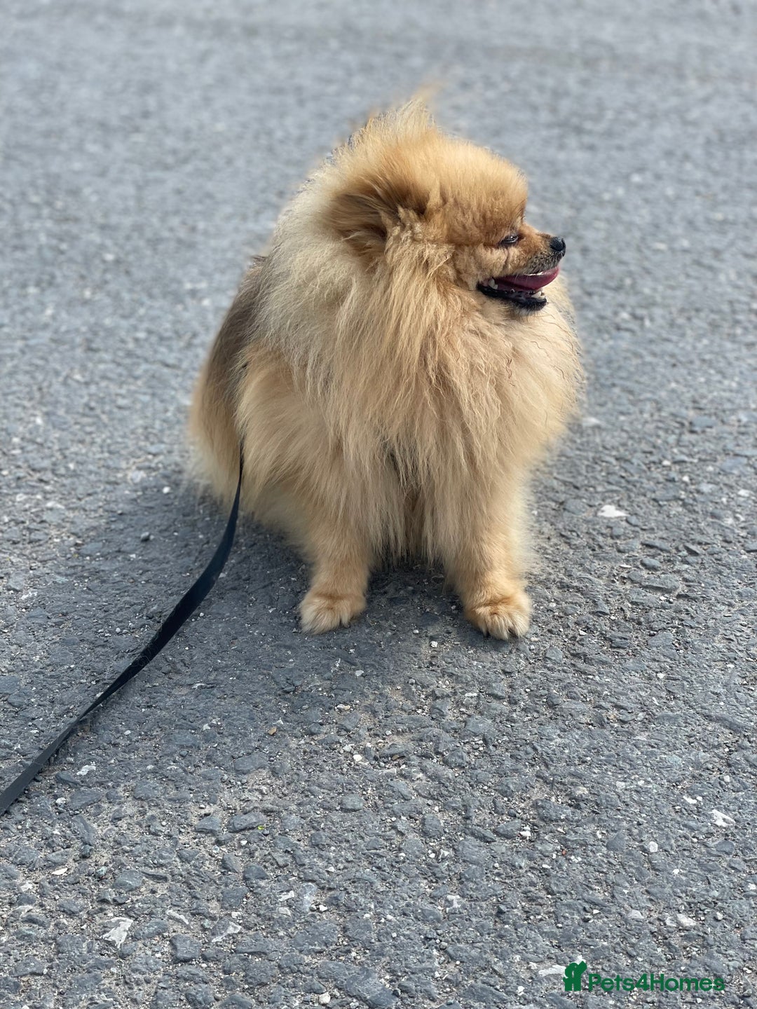 Pomeranian dogs for stud: Rio the adorable  Teddy Bear  .Ready to impress!! in Oldham - Image 12