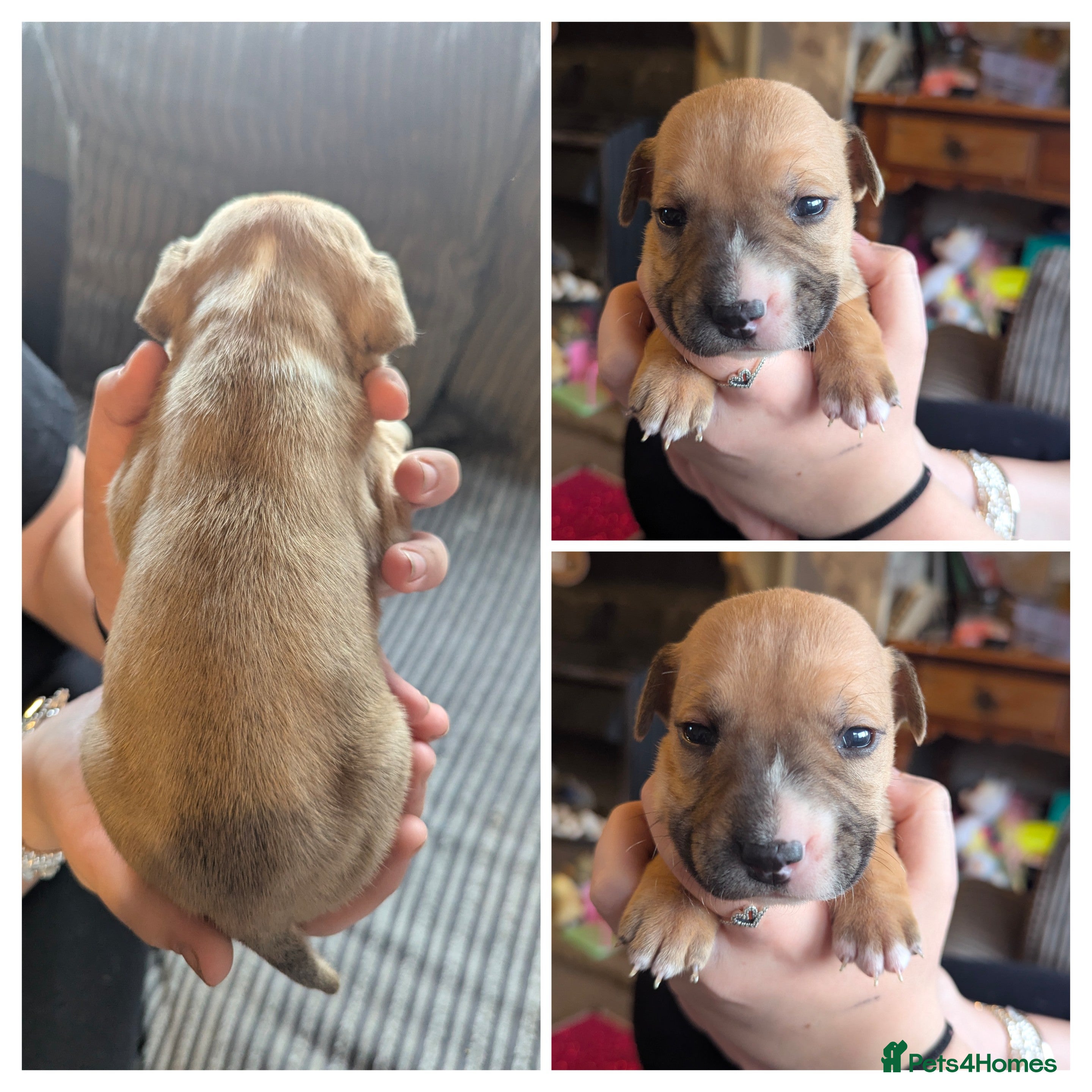 English Bull Terrier dogs 7 gorgeous EBT x puppies - Advert 3