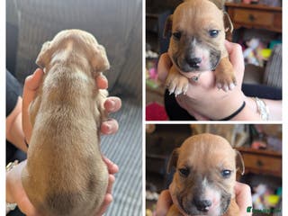 English Bull Terrier dogs 7 gorgeous EBT x puppies - Advert 1