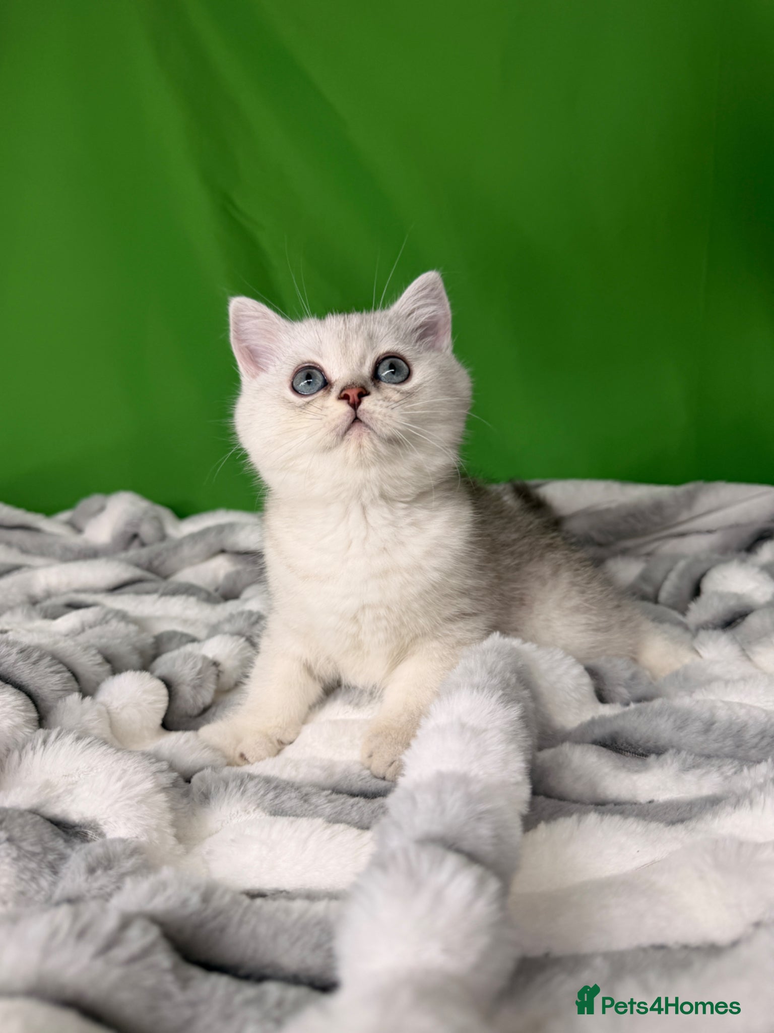 Scottish Fold cats for sale: Scottish straight male - Advert 11
