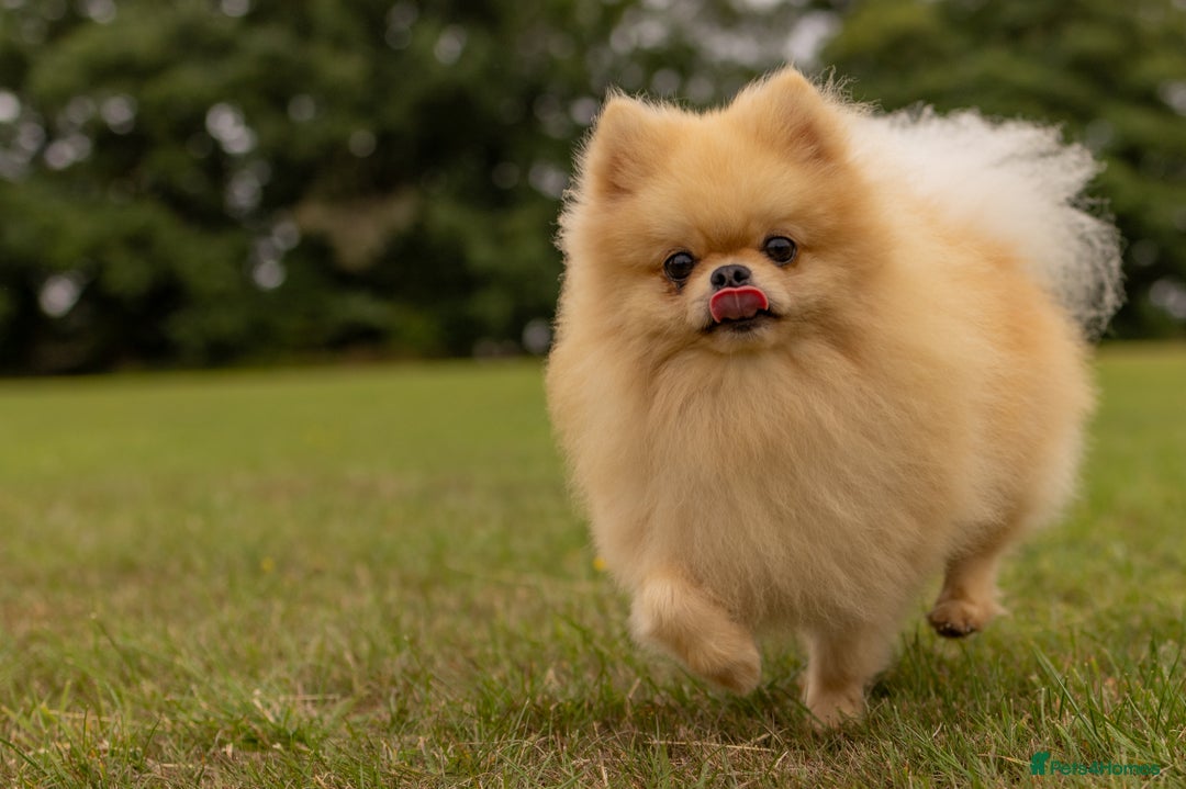 Pomeranian dogs for stud: Prince George Bridgeton 👑 - Advert 17