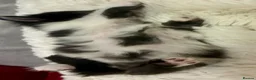 Turkish Angora cats for sale: Turkish angora kitten  - Advert 11
