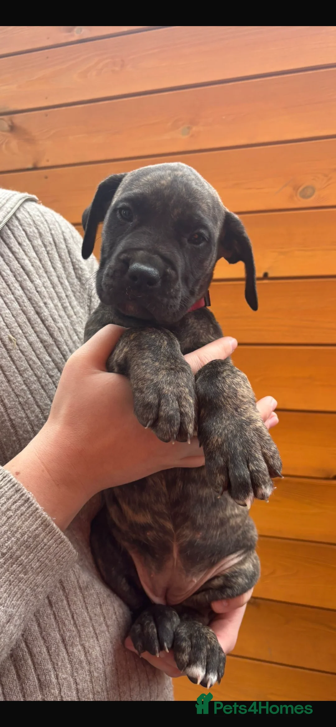 Presa Canario dogs for sale: Presa Canario puppies REDUCED  - Advert 34