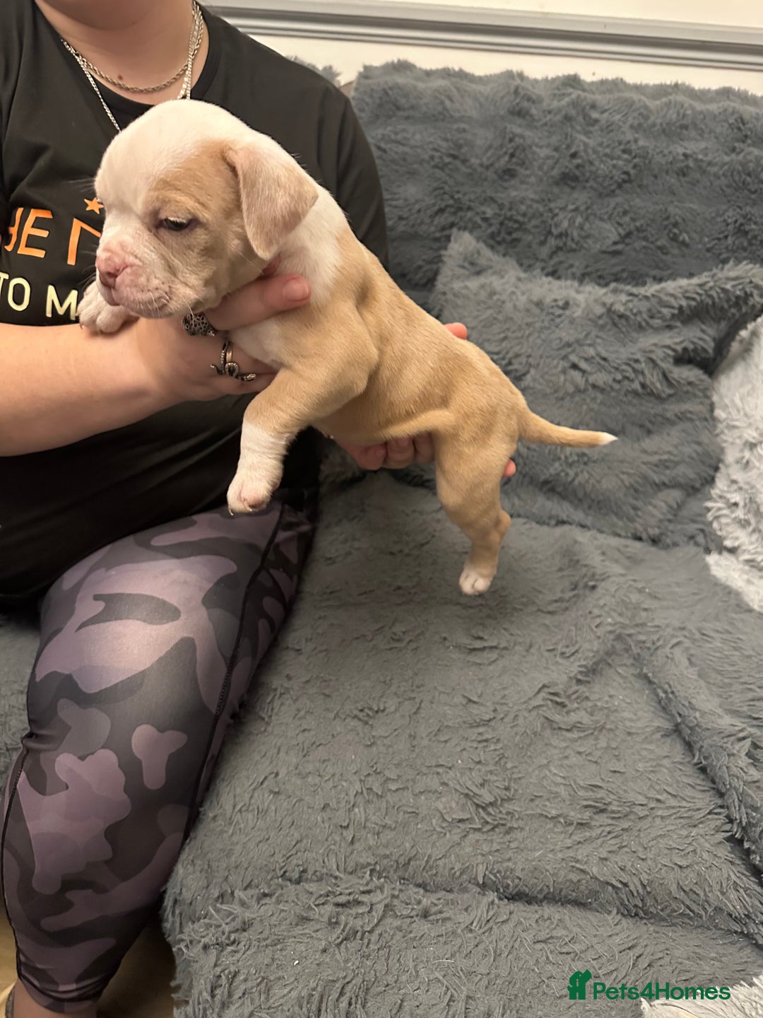 American Bully dogs for sale: ABKC REGISTERED Pocket Exotic/Extreme Bully PUPS! - Advert 14