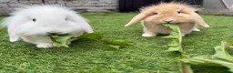 Mini Lion Lop rabbits for sale: 2 x Mini Lion Lop sisters  - Advert 6