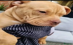 American Bully dogs for stud: Studding Tan Standard American Bully For Stud - Image 5