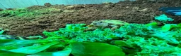 Tortoise reptiles for sale: BABY HORSFIELDS & SET UPS! - Advert 13