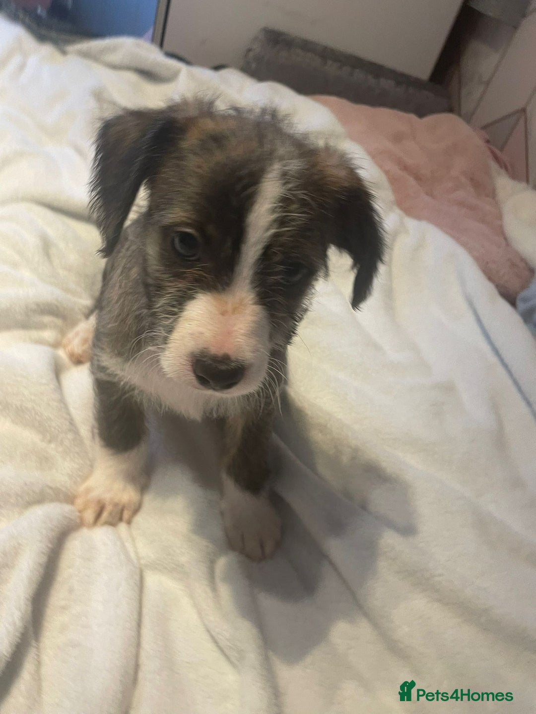 Mixed Breed dogs for sale: Italian Tzu puppies - Advert 11