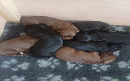 Cocker Spaniel dogs for sale: Working cocker spaniels 4 weeks old - Image 1