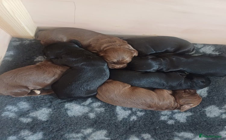 Cocker Spaniel dogs - Advert 15