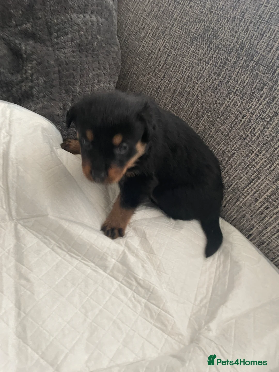 Rottweiler dogs for sale: Rottweiler puppies - Advert 2