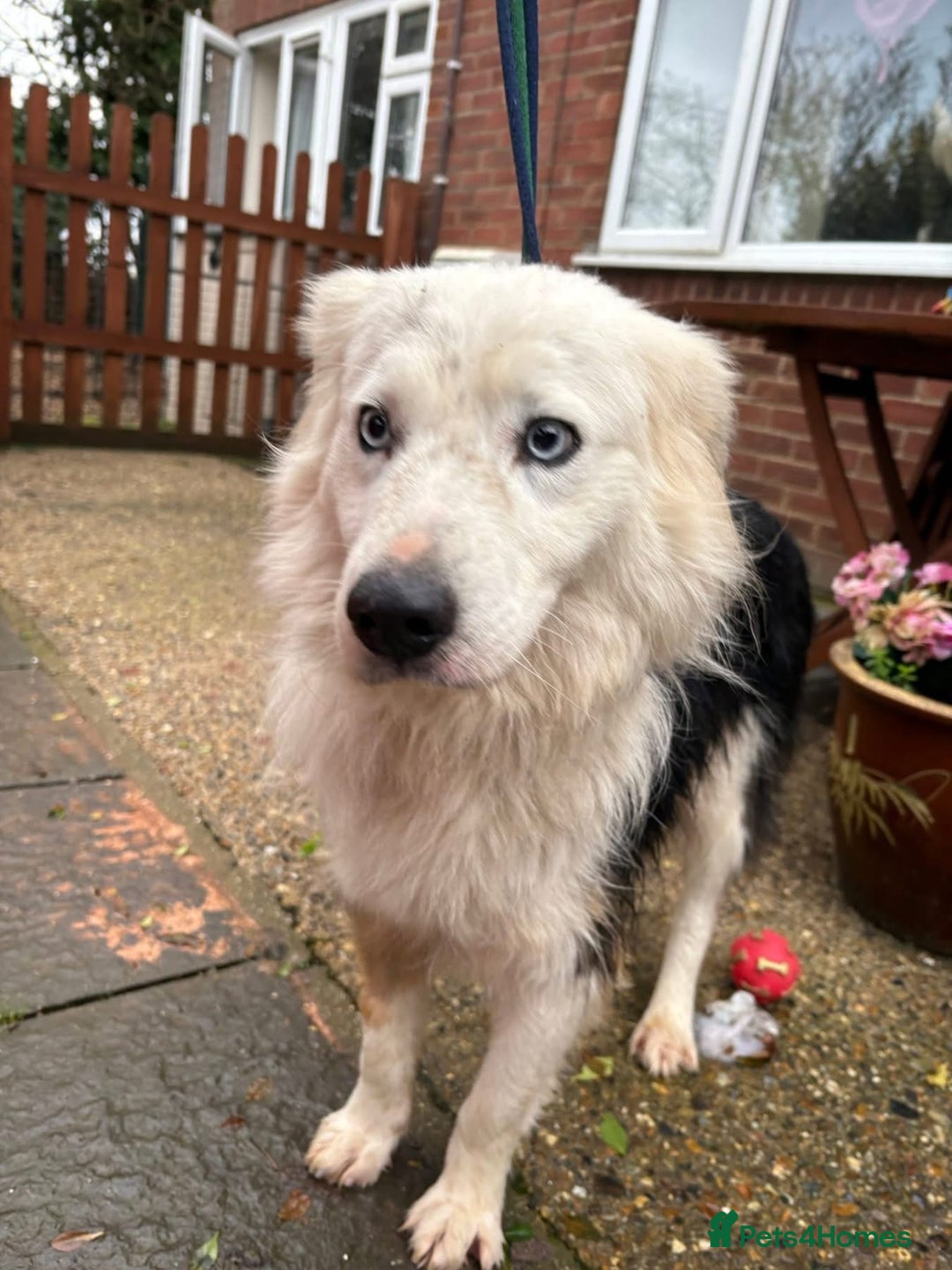 Border Collie dogs for adoption: Blue - Norwich Norfolk  - Advert 13