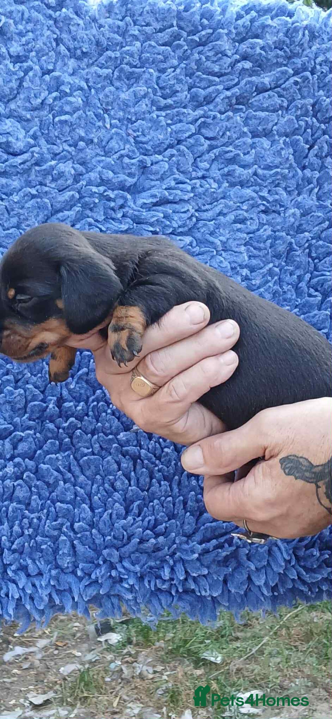 Dachshund dogs for sale: 3 Stunning boy puppies for sale - Image 4