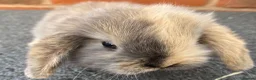 Mini Lop rabbits for sale: STUNNING PURE BREED MINI LOPS AMAZING COLOURS - Advert 11