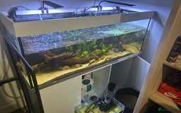 Other/Mixed Breed fish for sale: Tank + fish - Advert 2