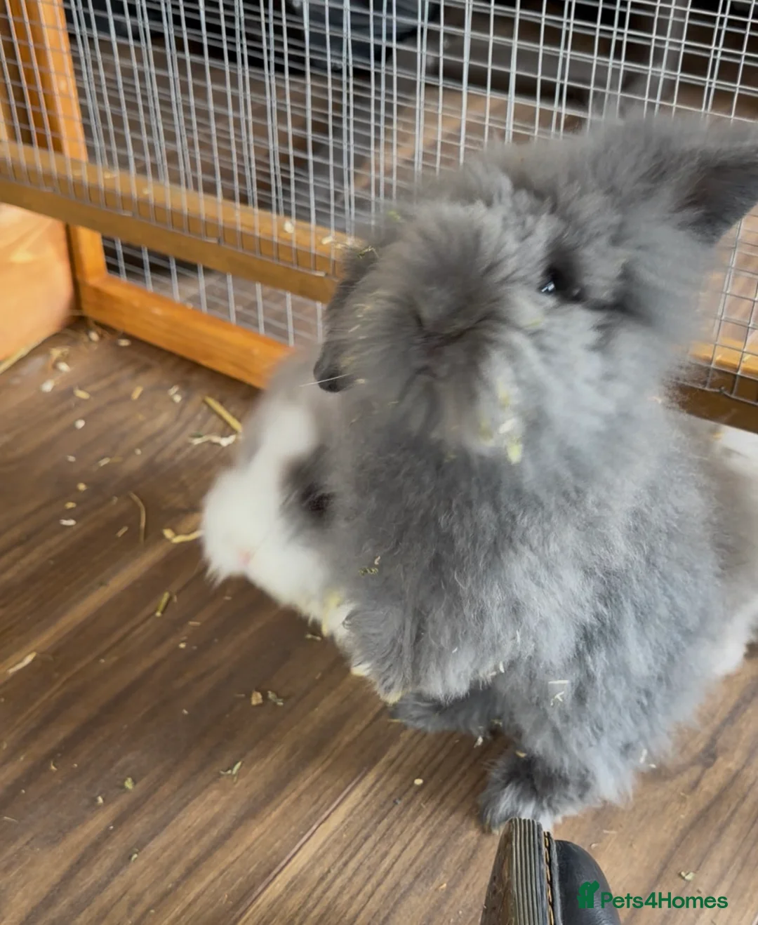 Lionhead rabbits for sale: Two male bunnies   - Advert 2