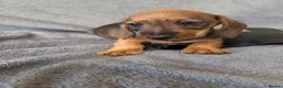 Miniature Dachshund dogs for sale: Beautiful wire miniature dachshund puppies 4 sale - Advert 39