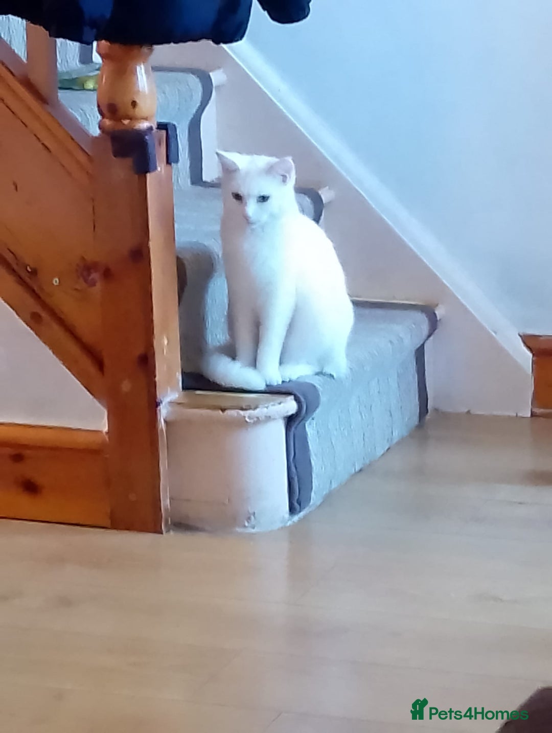 Turkish Angora cats for sale: Female  - Advert 2