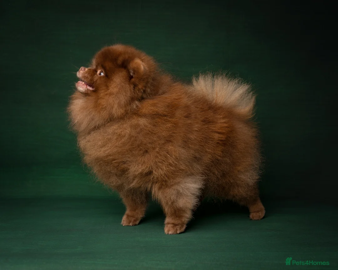 Pomeranian dogs for stud: 1.8kg Tiny Choco Carry Tan Blue Lilac DNA tested in Rotherham - Advert 8
