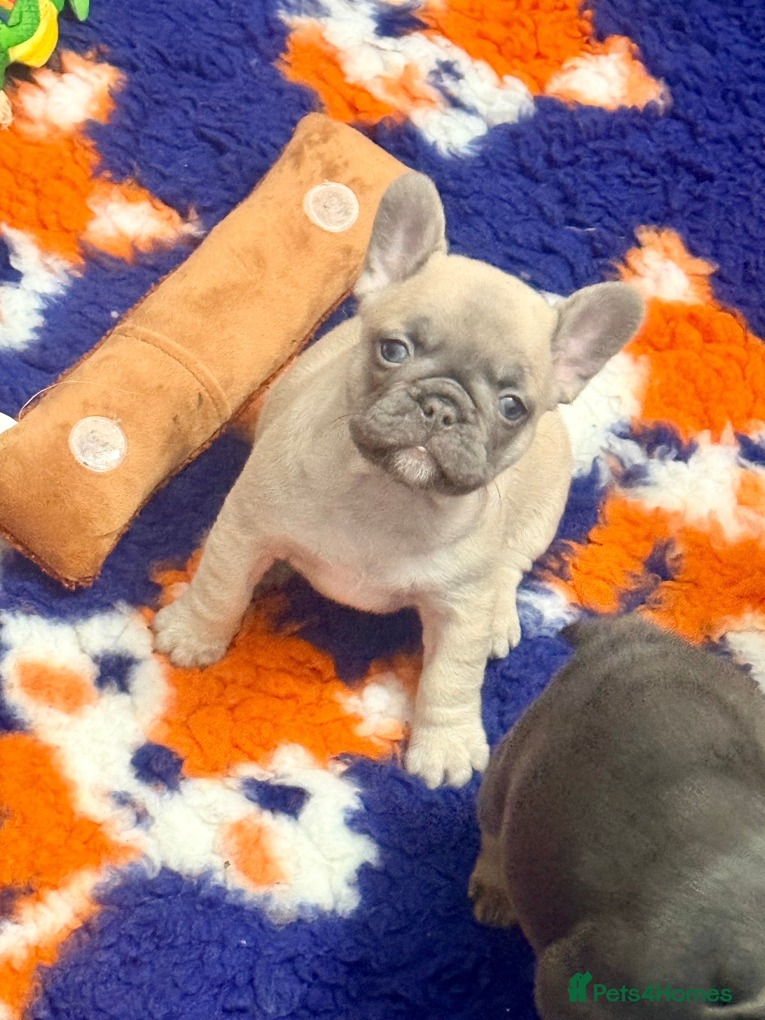 French Bulldog dogs Last little female  French Bulldog puppy  - Advert 18