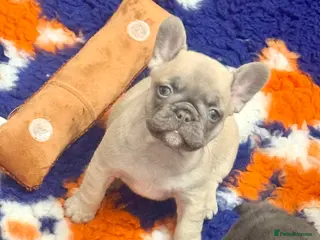 French Bulldog dogs Last little female French Bulldog puppy - Advert 18