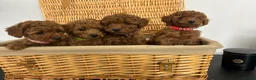 Miniature Poodle dogs for sale: Kc registered Miniature poodles Teddy bear  - Advert 17