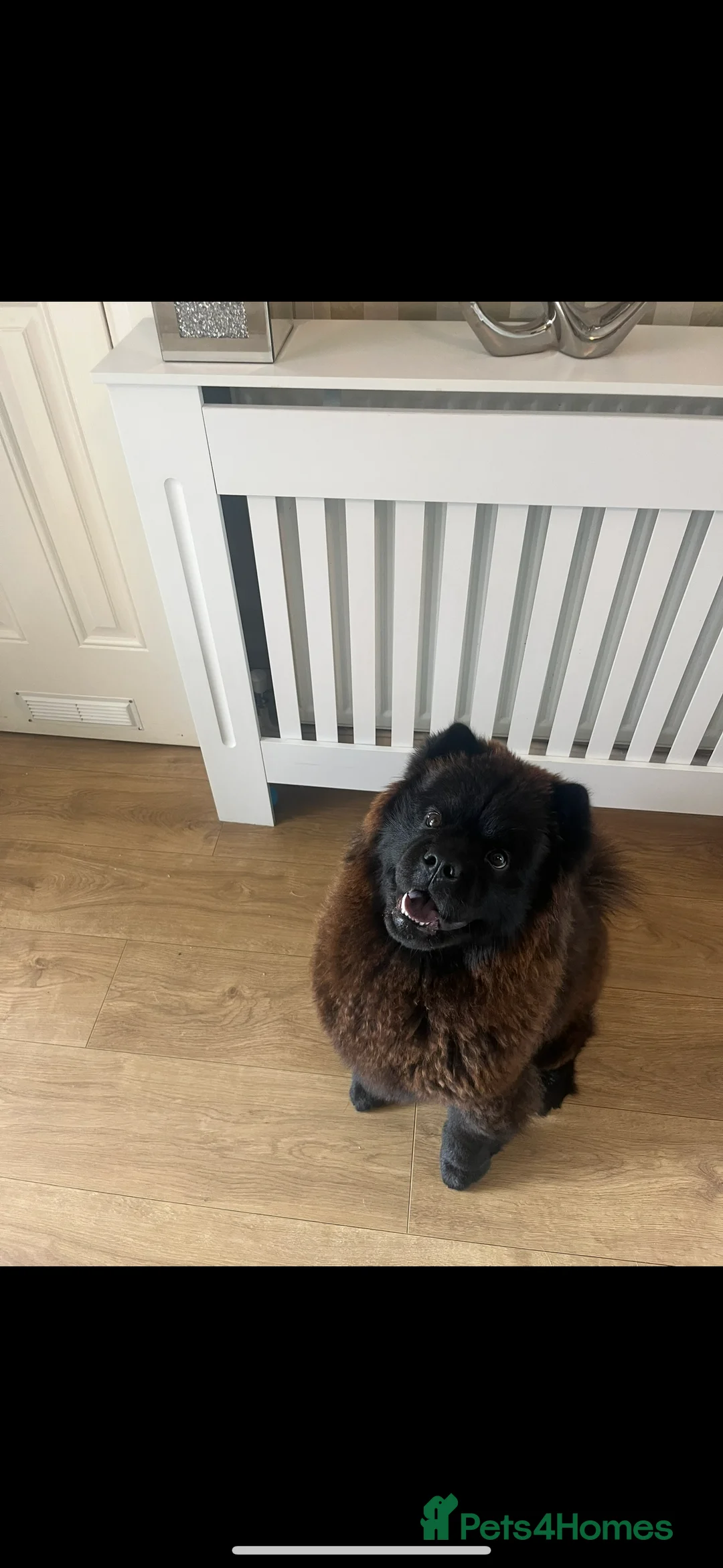 Chow Chow dogs for sale: Female Chow chow Bear - Advert 4