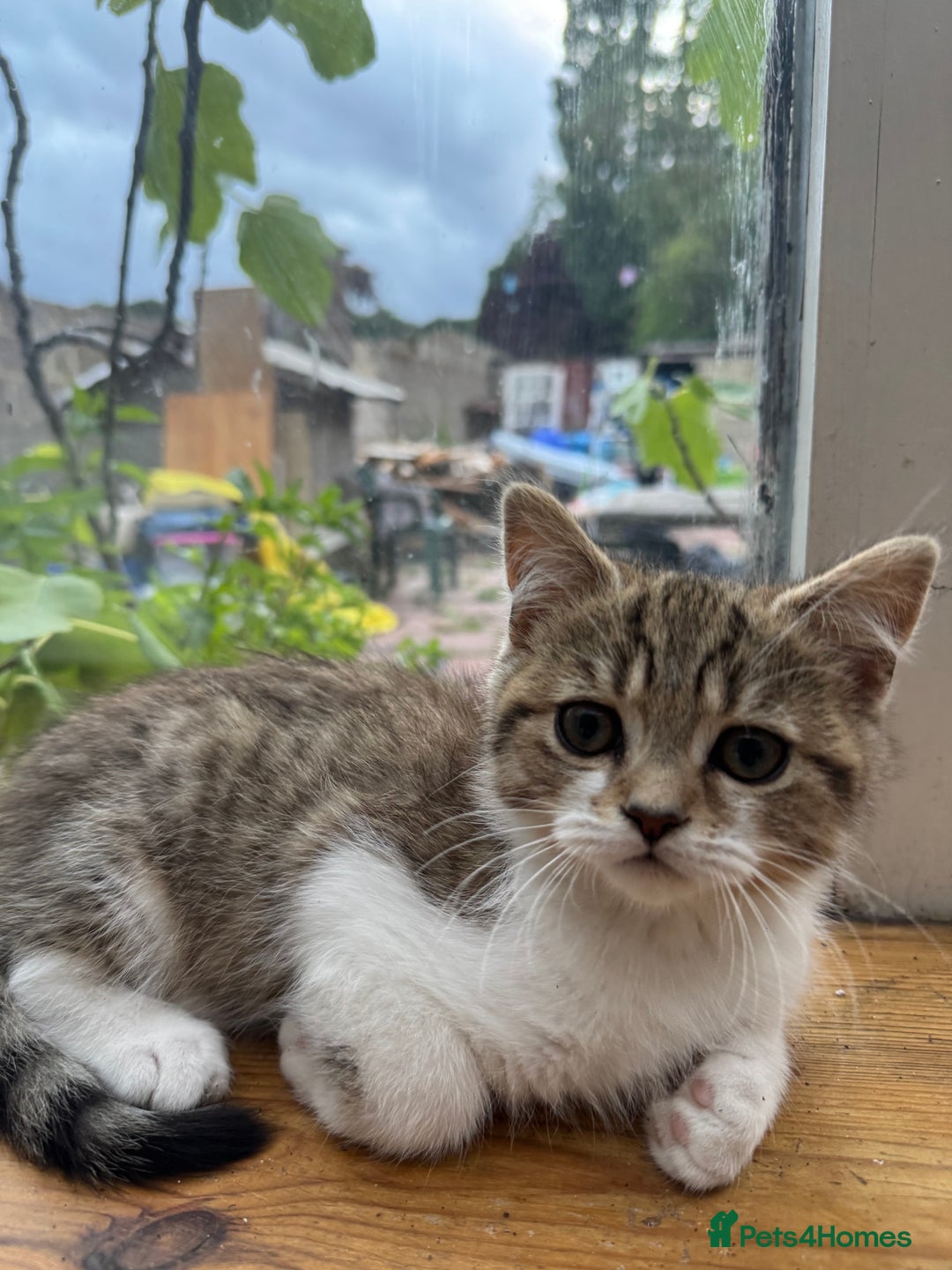 Persian cats for sale: PERSIAN X in Bradford - Image 13